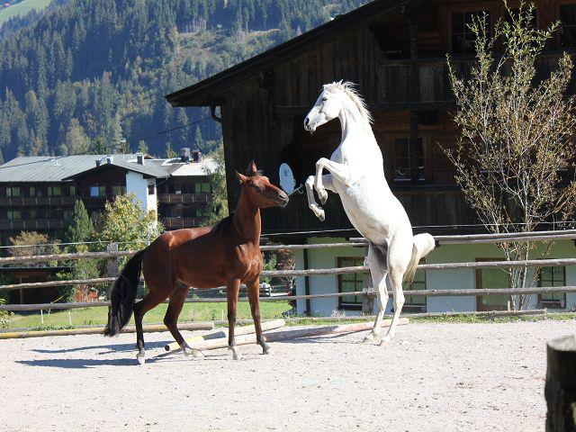 Pferde am Reitplatz