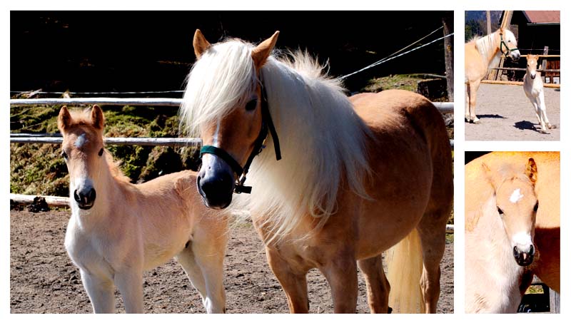 Foto Pferd mit Fohlen